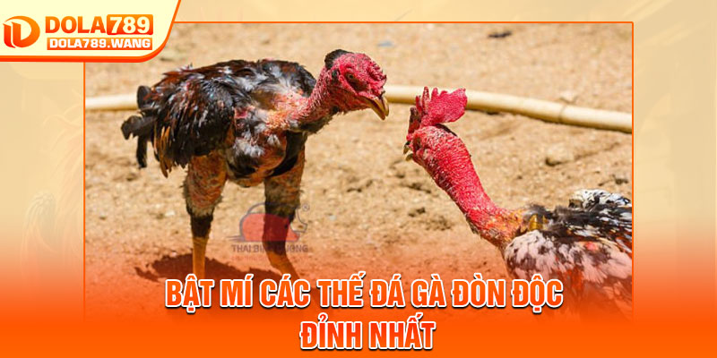 Gà Đá Đòn Độc – Từng Pha Ra Đòn Quyết Định Trận Cầu 3 Bật mí các thế đá gà đòn độc đỉnh nhất