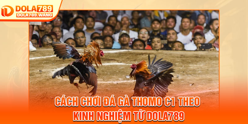 Đá Gà Thomo C1 – Đấu Trường Kịch Tính Bậc Nhất Châu Á 4 Cách chơi đá gà thomo c1 theo kinh nghiệm từ Dola789