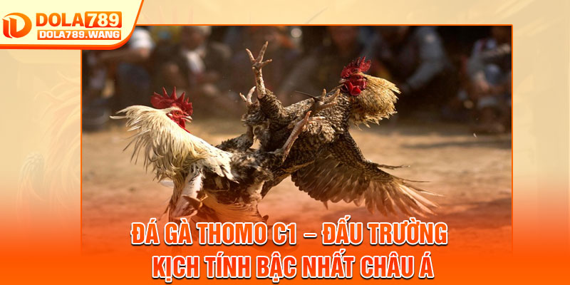 Đá Gà Thomo C1 – Đấu Trường Kịch Tính Bậc Nhất Châu Á 1 Đá Gà Thomo C1 – Đấu Trường Kịch Tính Bậc Nhất Châu Á