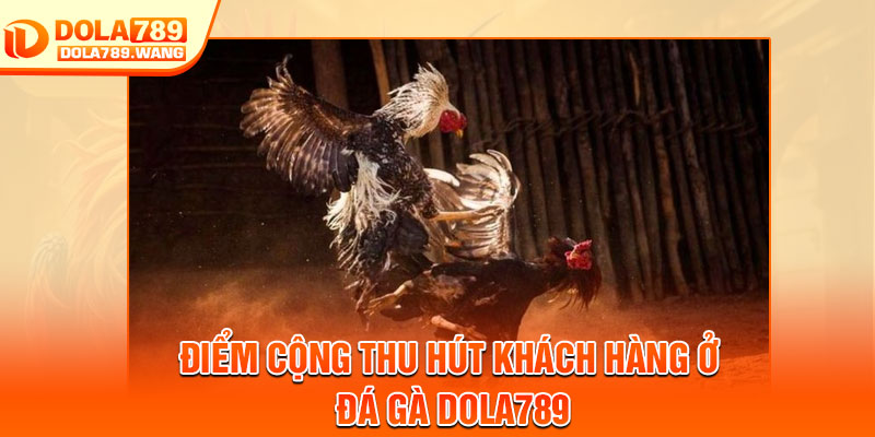 Đá Gà Dola789 – Siêu Phẩm Chọi Kê Trực Tuyến 2026 3 Điểm cộng thu hút khách hàng ở đá gà Dola789