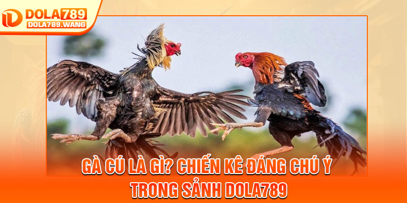 Gà Cú Là Gì? Chiến Kê Đáng Chú Ý Trong Sảnh Dola789 1 Ga Cu La Gi Chien Ke Dang Chu Y Trong Sanh Dola789