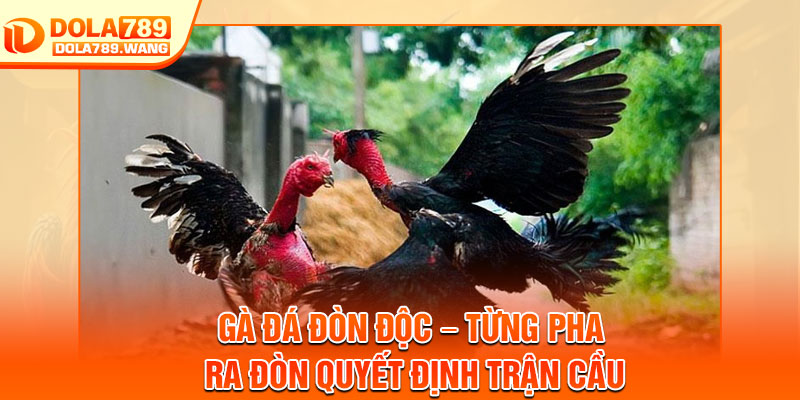 Gà Đá Đòn Độc – Từng Pha Ra Đòn Quyết Định Trận Cầu 1 Gà Đá Đòn Độc – Từng Pha Ra Đòn Quyết Định Trận Cầu