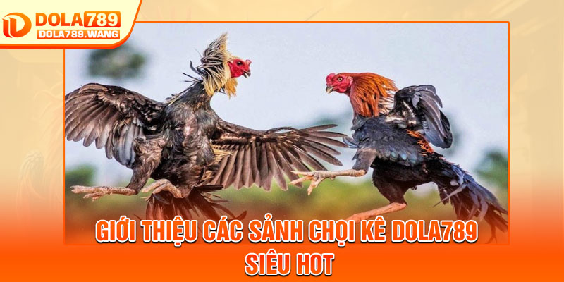 Đá Gà Dola789 – Siêu Phẩm Chọi Kê Trực Tuyến 2026 4 Giới thiệu các sảnh chọi kê Dola789 siêu hot