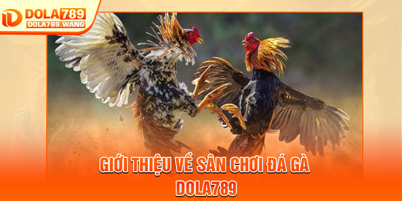 Đá Gà Dola789 – Siêu Phẩm Chọi Kê Trực Tuyến 2026 2 Giới thiệu về sân chơi đá gà Dola789