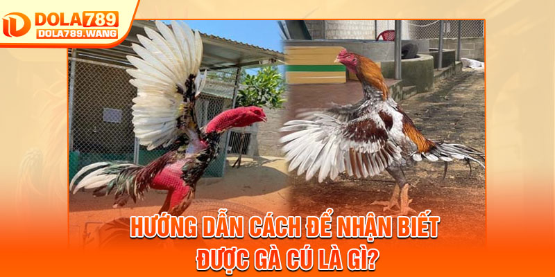 Gà Cú Là Gì? Chiến Kê Đáng Chú Ý Trong Sảnh Dola789 3 Hướng dẫn cách để nhận biết được gà cú là gì?