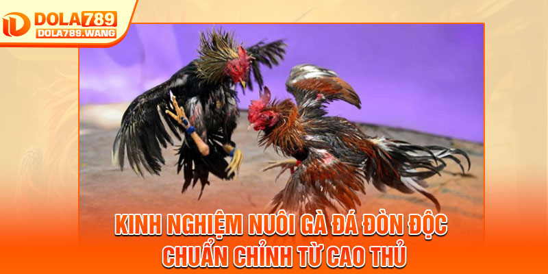 Gà Đá Đòn Độc – Từng Pha Ra Đòn Quyết Định Trận Cầu 4 Kinh nghiệm nuôi gà đá đòn độc chuẩn chỉnh từ cao thủ