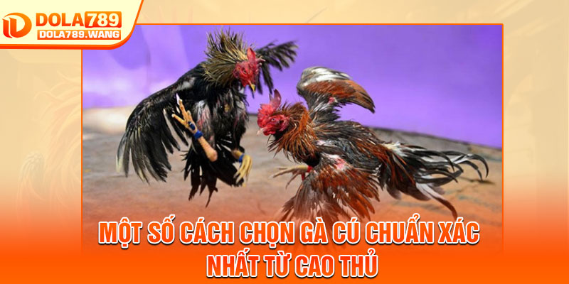 Gà Cú Là Gì? Chiến Kê Đáng Chú Ý Trong Sảnh Dola789 4 Một số cách chọn gà cú chuẩn xác nhất từ cao thủ