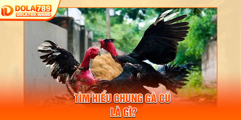 Gà Cú Là Gì? Chiến Kê Đáng Chú Ý Trong Sảnh Dola789 2 Tìm hiểu chung gà cú là gì?