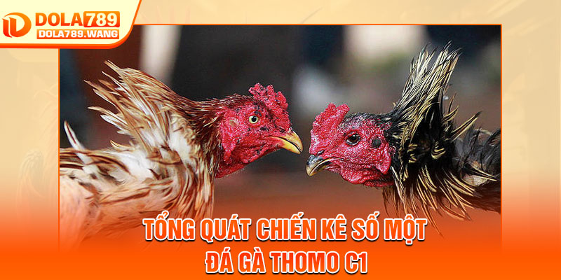 Đá Gà Thomo C1 – Đấu Trường Kịch Tính Bậc Nhất Châu Á 2 Tổng quát chiến kê số một đá gà thomo c1