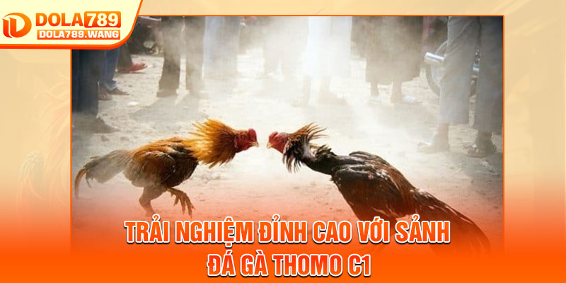 Đá Gà Thomo C1 – Đấu Trường Kịch Tính Bậc Nhất Châu Á 3 Trải nghiệm đỉnh cao với sảnh đá gà thomo c1